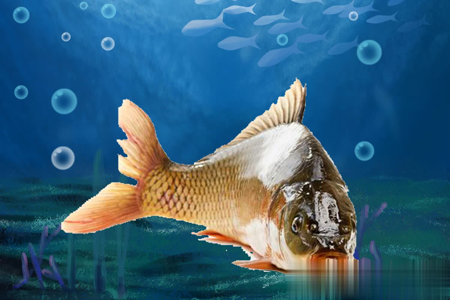 回锅鱼的, 够让滑口鲤, 态一般都不 回锅鱼的, 够让滑口鲤, 态一般都不